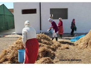 como-preparar-sustrato-para-cultivar-setas